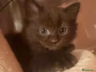 Ragdoll cats Adorable unique brown Ragdoll kitten - Advert 1