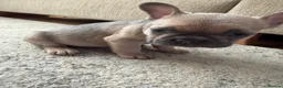 French Bulldog dogs for sale: 3 Gorgeous French Bulldog puppies  - Advert 14
