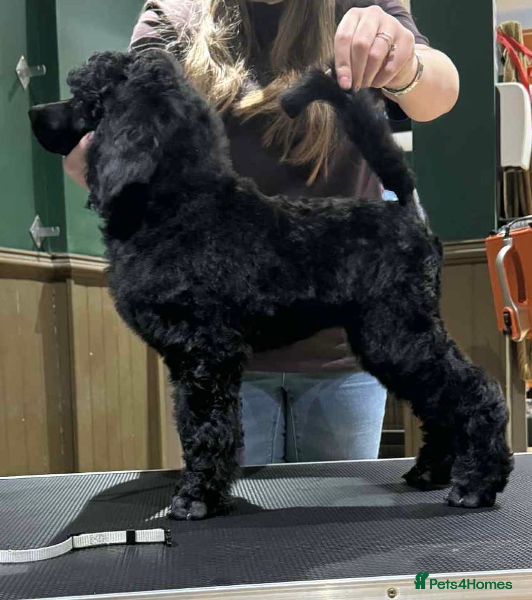 Standard Poodle dogs for sale: Champion sired standard poodles  - Advert 5
