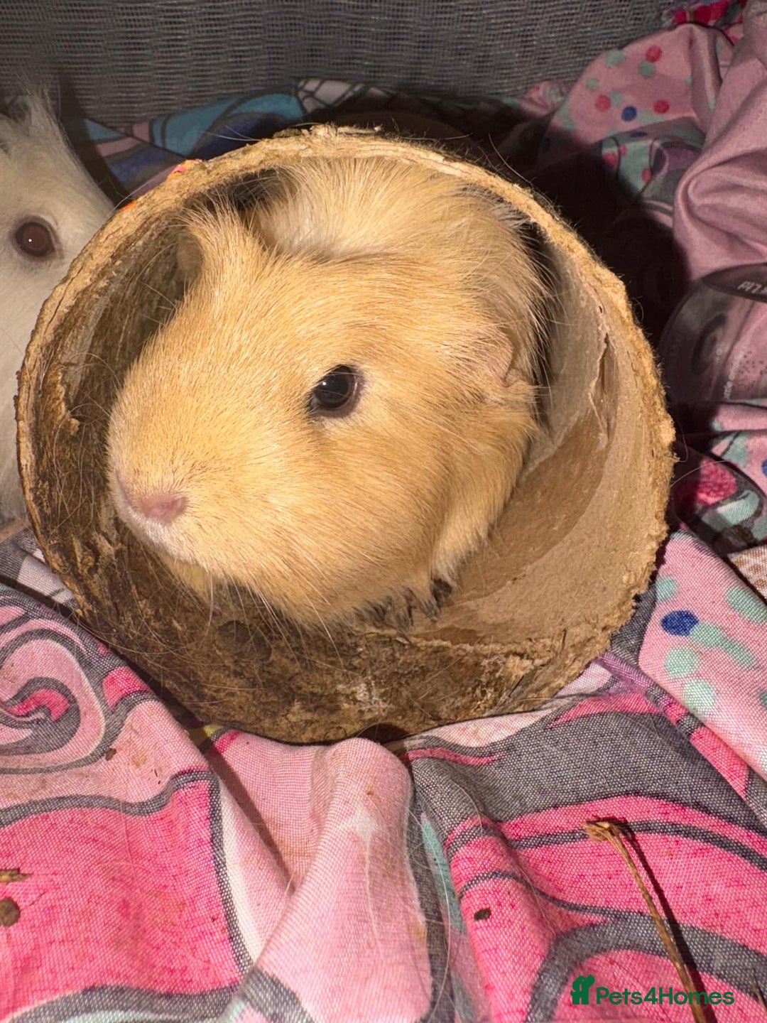 Guinea Pig rodents for sale: Girl guinea pigs for sale.  - Image 2