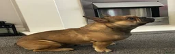 French Bulldog dogs for sale: Lovely Bailey  in Warrington - Advert 3