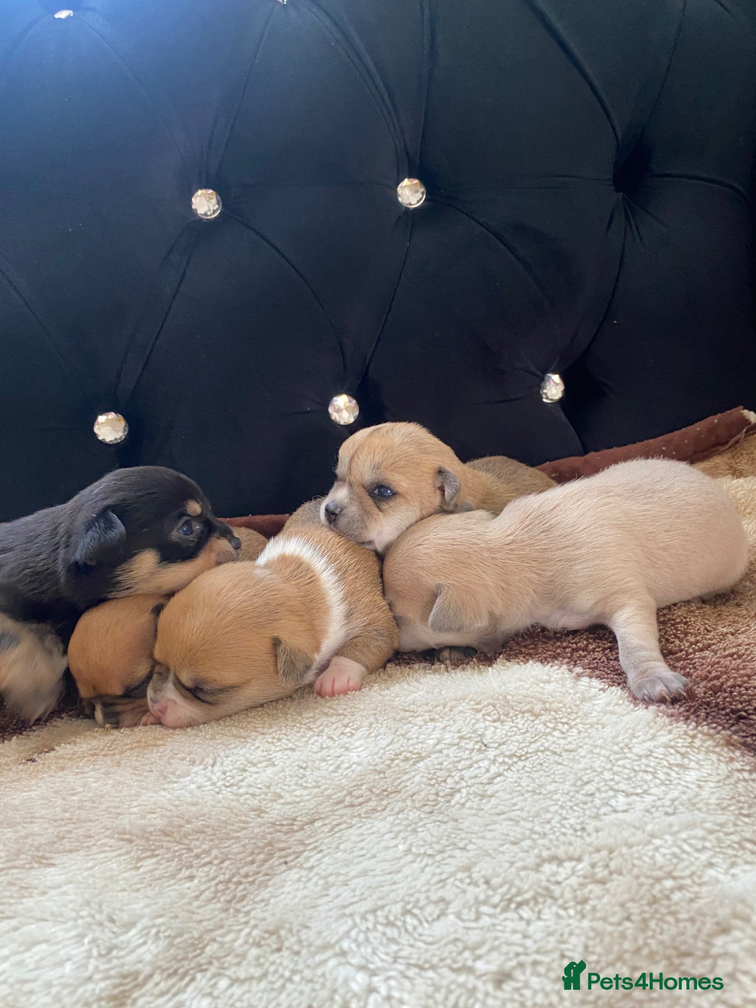 Chihuahua dogs Chihuahua puppies 3 💙Ánd 2🩷! - Advert 17