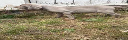 Weimaraner dogs for sale: 🐶KC Registered Weimaraner Puppies 🐶 - Advert 6
