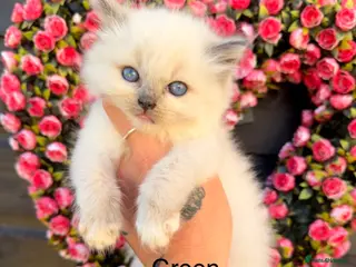 Ragdoll cats 4 Female Purebred Blue Point & Blue Mitted Ragdoll - Advert 1