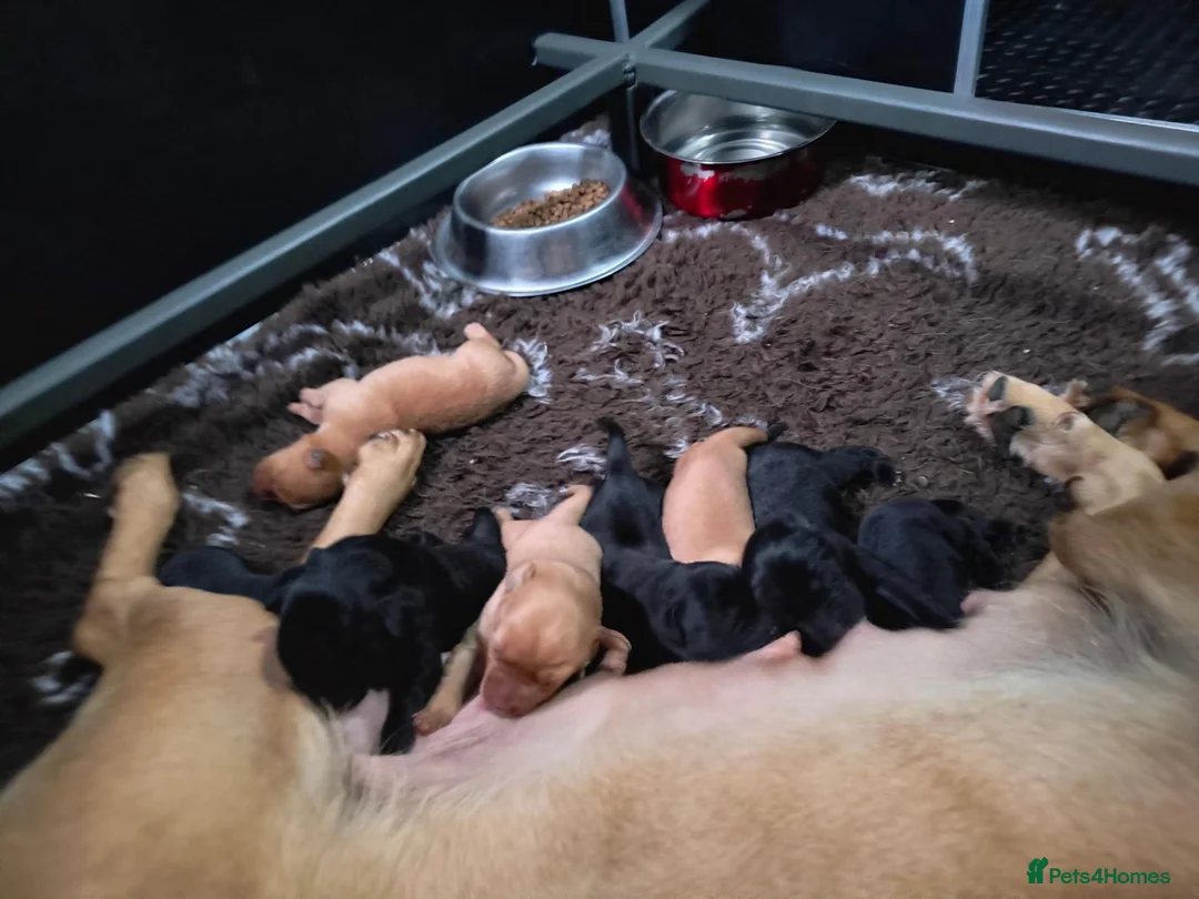 Labrador Retriever dogs for sale: FTW Sired Labrador retriever puppies  - Advert 4