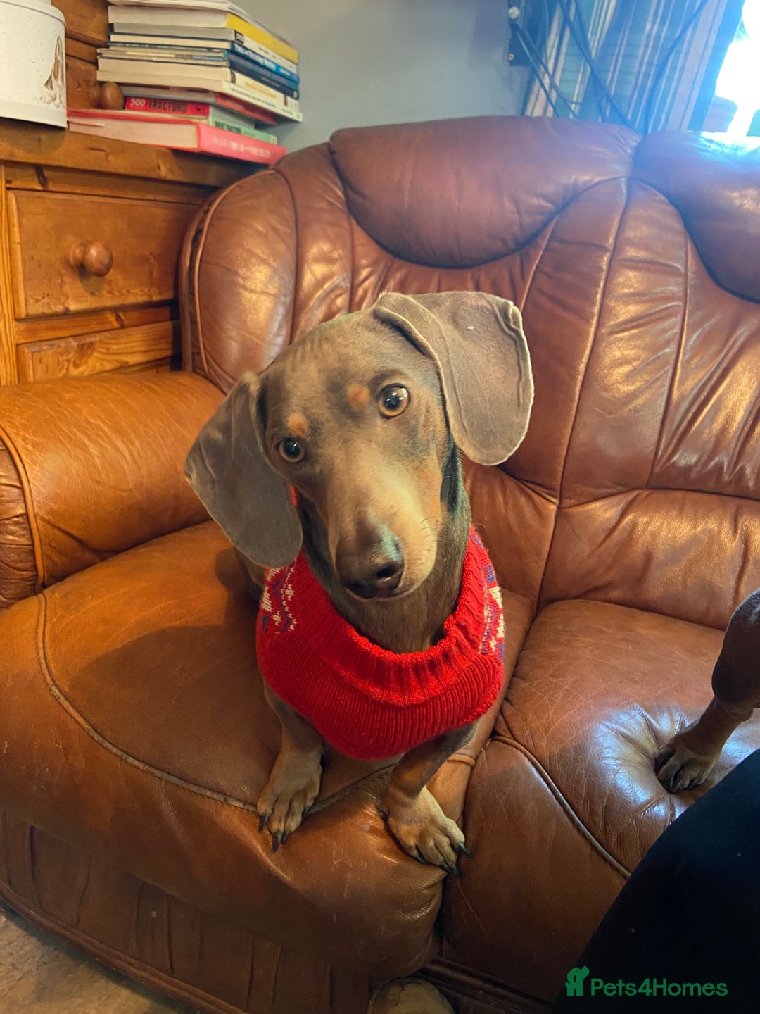 Dachshund dogs for sale: Sonic and Knuckles  - Advert 5