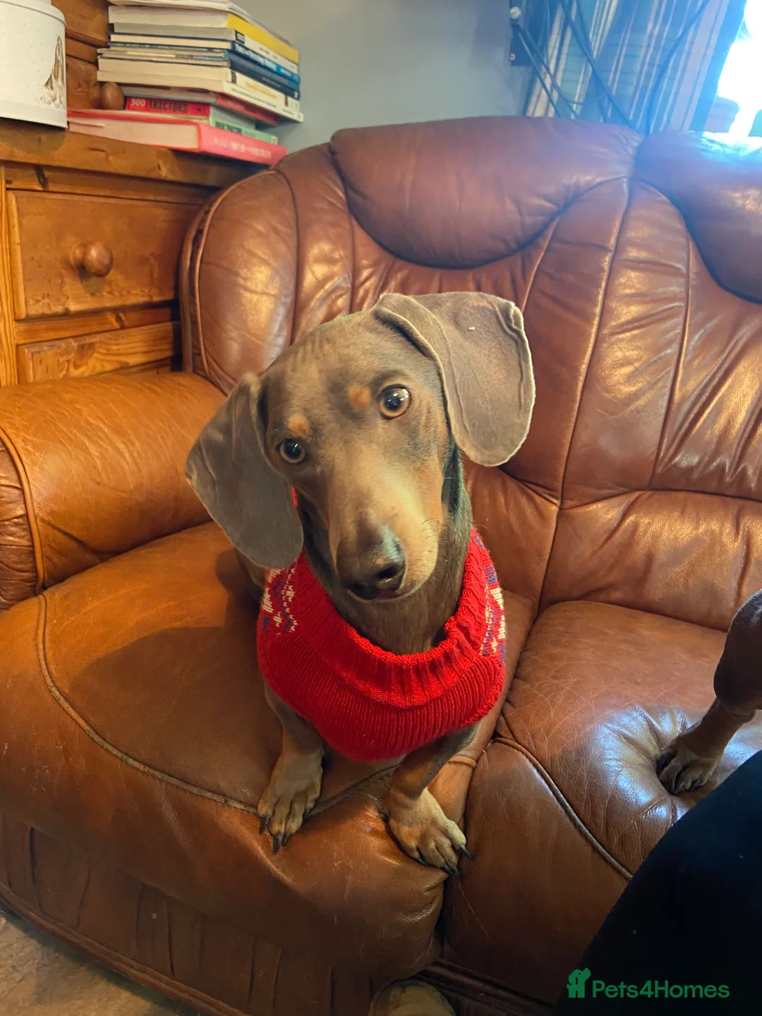 Dachshund dogs for sale: Sonic and Knuckles  - Advert 5