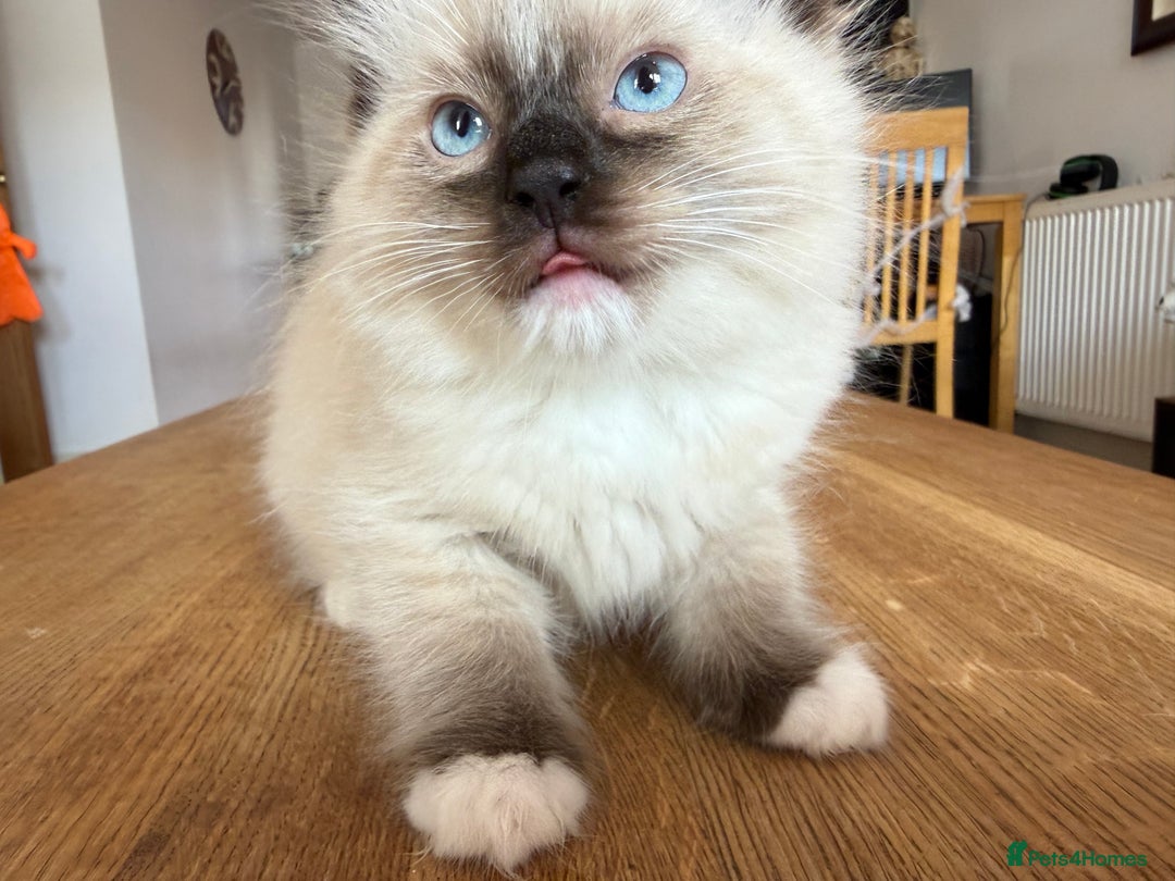 Ragdoll cats for sale: Ragdoll Kittens for Sale - Image 14