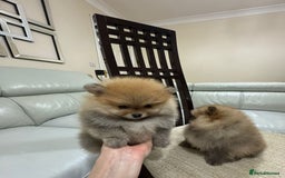 Pomeranian dogs for sale: Cute little pomeranians - Image 8
