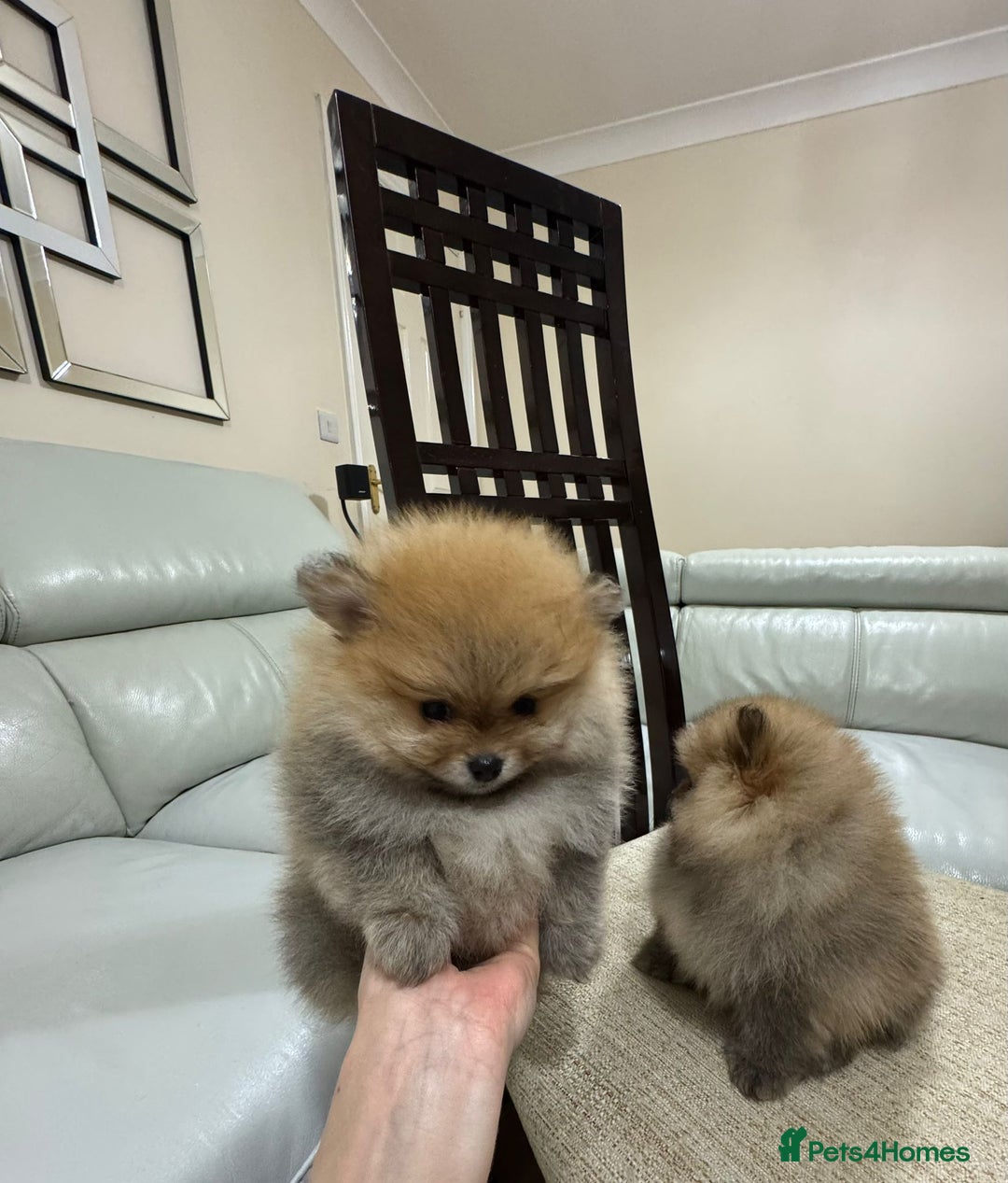 Pomeranian dogs for sale: Cute little pomeranians - Image 8