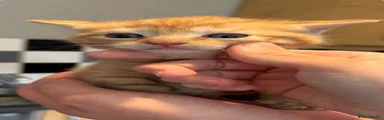 Ginger female