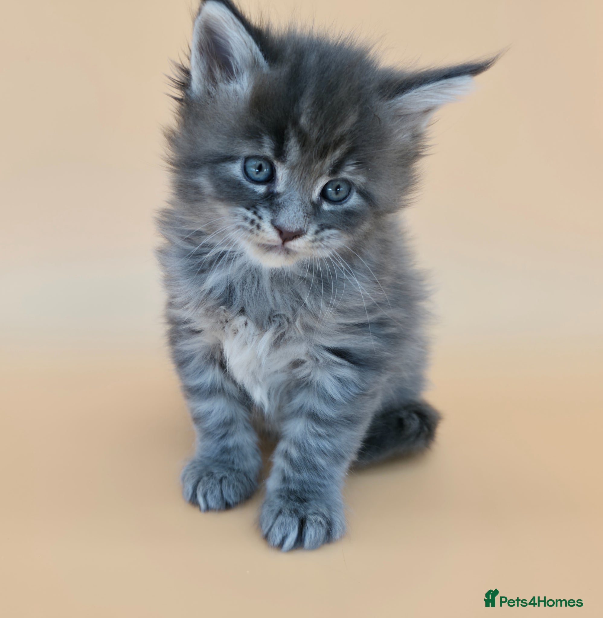 Maine Coon cats Tica Beautiful Maine Coon Kittens  - Advert 3