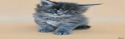 Maine Coon cats for sale: Tica Beautiful Maine Coon Kittens  - Advert 20
