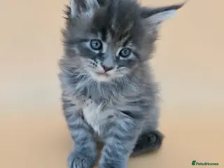 Maine Coon cats Tica Beautiful Maine Coon Kittens - Advert 3