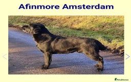 Labrador Retriever dogs for sale: Labrador Retriever Puppies - Image 4