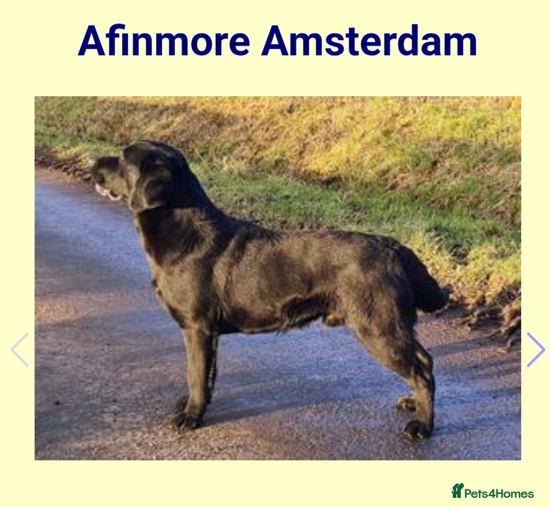 Labrador Retriever dogs for sale: Labrador Retriever Puppies - Image 4