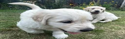 Golden Retriever dogs for sale: Gorgeous Chunky Golden Retriever Puppies - Advert 31