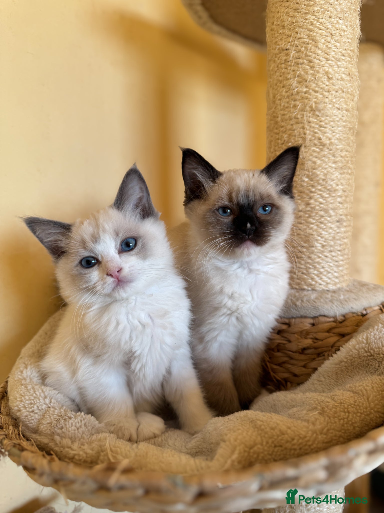 Ragdoll cats Mink carrying ragdoll  - Advert 1