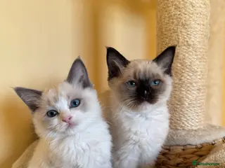 Ragdoll cats Mink carrying ragdoll - Advert 1