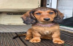 Dachshund dogs for sale: Red long-haired standard dachshund puppies - Image 29