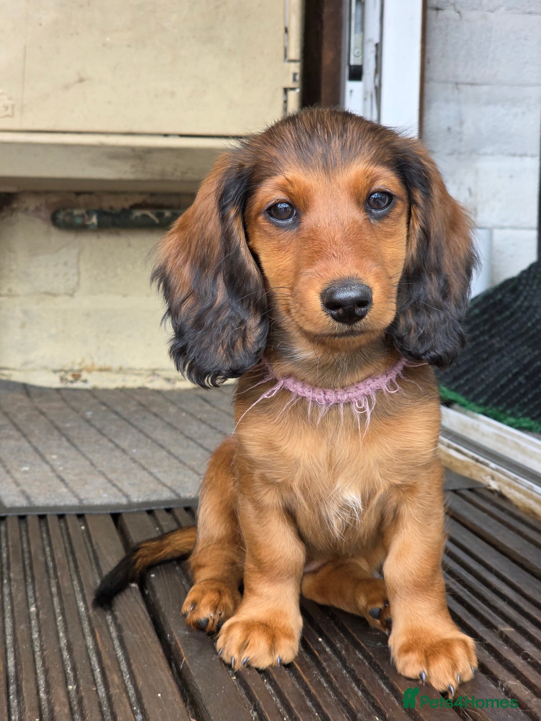 Dachshund dogs for sale: Red long-haired standard dachshund puppies - Image 29