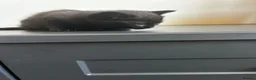Mixed Breed cats for sale: 1 x black kitten in Taunton - Advert 2