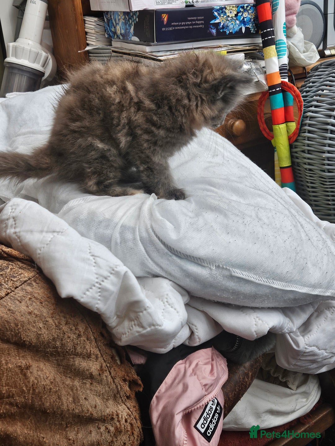 Mixed Breed cats for sale: Female fluffy kitten for sale  - Image 2
