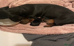 Miniature Dachshund dogs for sale: Miniature dachshund  - Image 6