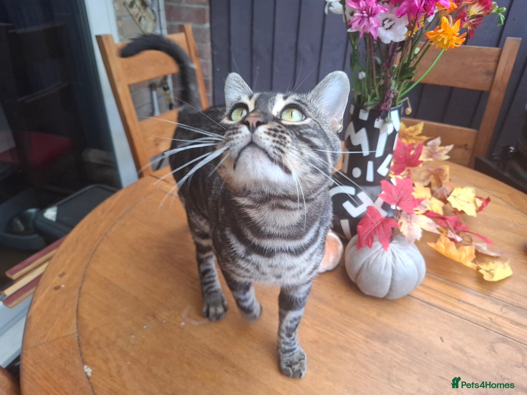 Bengal cats for stud: OUTSTANDING SILVER CHARCOAL BENGAL STUD - Image 2