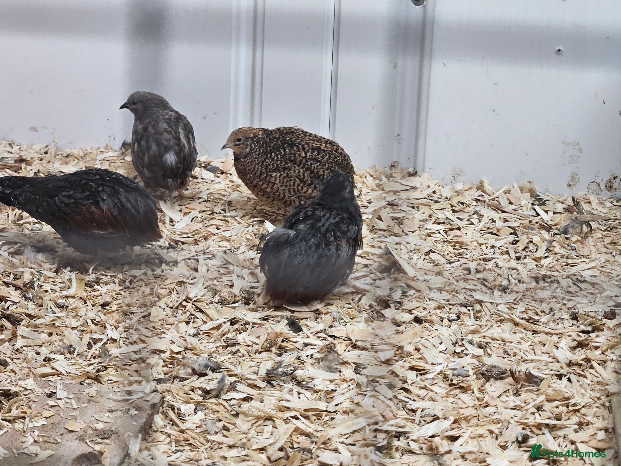 Quail poultry 8 Quail for sale - Advert 1