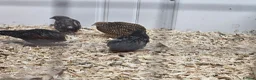 Quail poultry for sale: 8 Quail plus accessories for sale - Advert 1