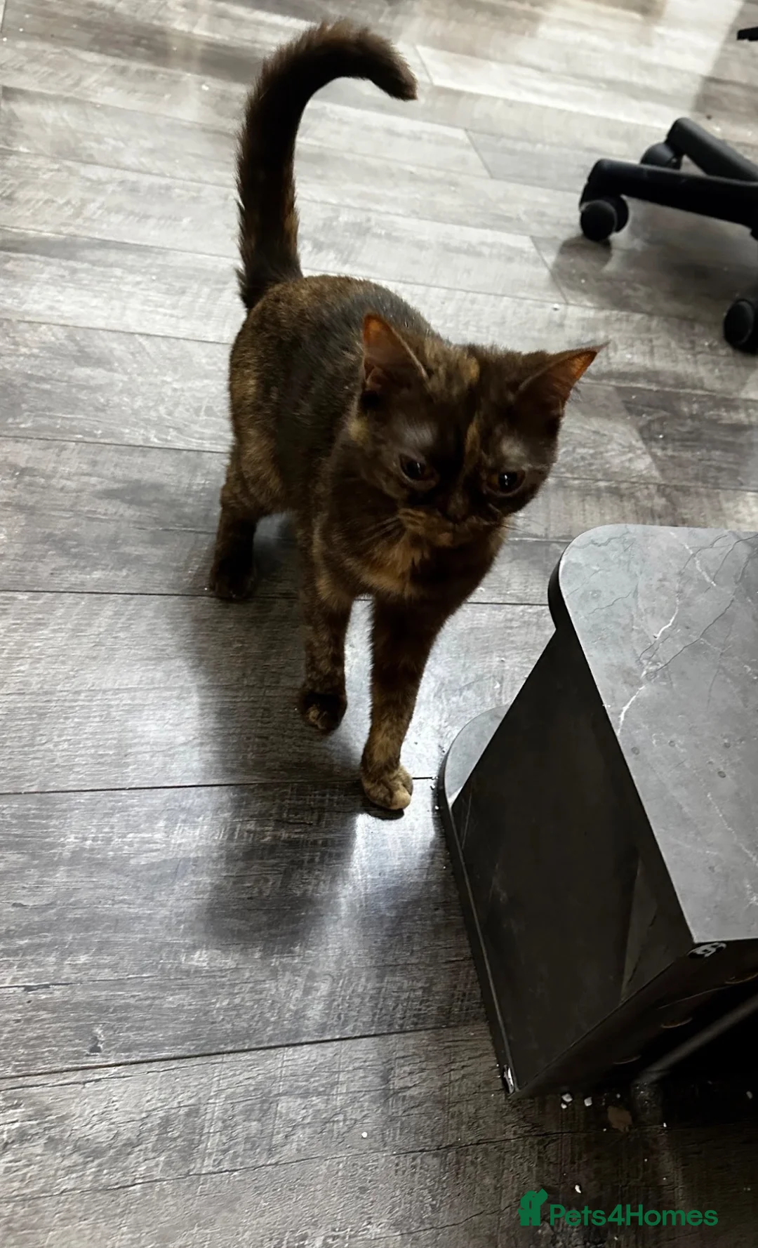 Mixed Breed cats for sale: Brush shorthair mum and Persian dad - Advert 14