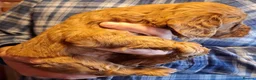 Cockapoo dogs for sale: Cockapoo puppies  - Advert 20