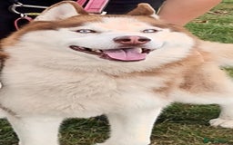 Siberian Husky dogs for sale: Two Siberian Husky Males - Image 3