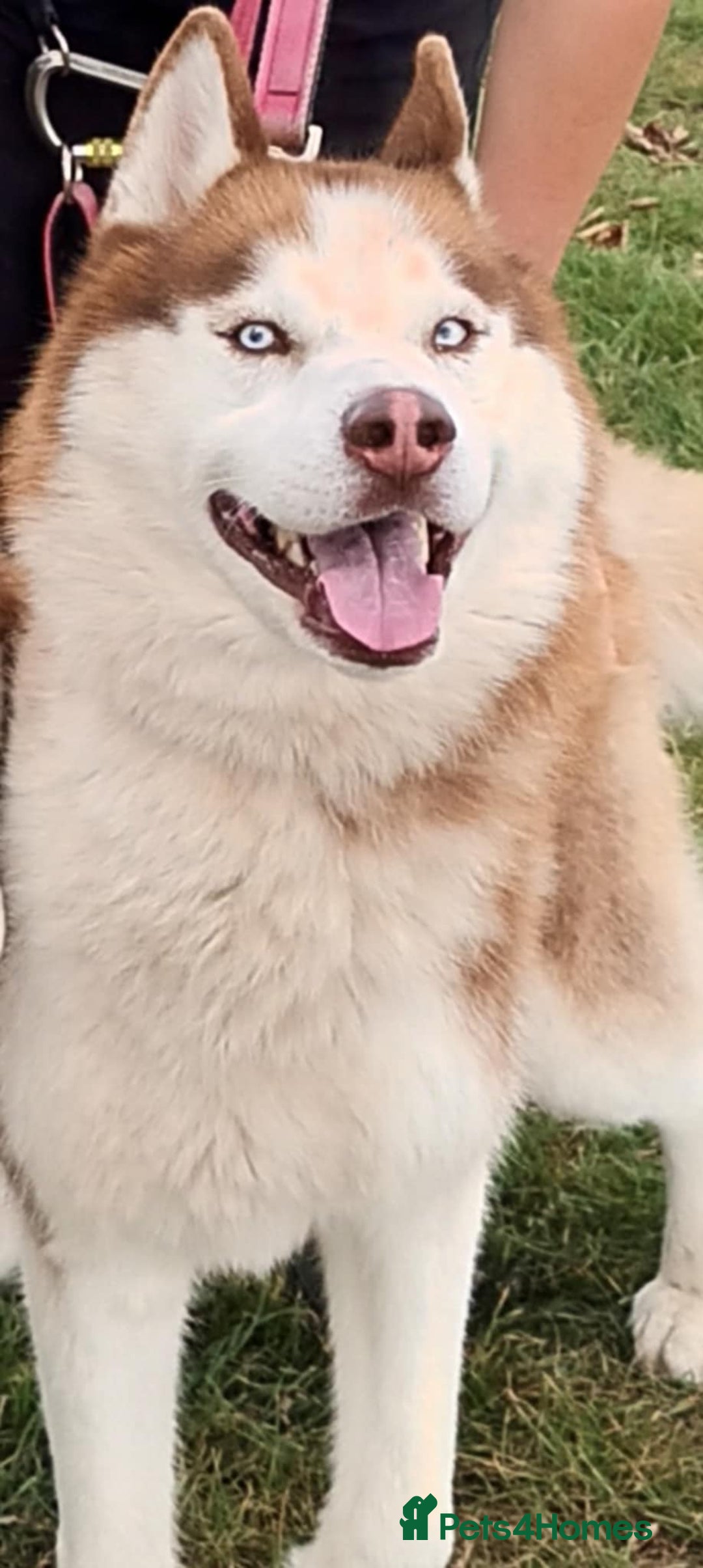Siberian Husky dogs for sale: Two Siberian Husky Males - Image 3