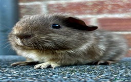 Guinea Pig rodents for sale: Two beautiful baby boars - Image 3