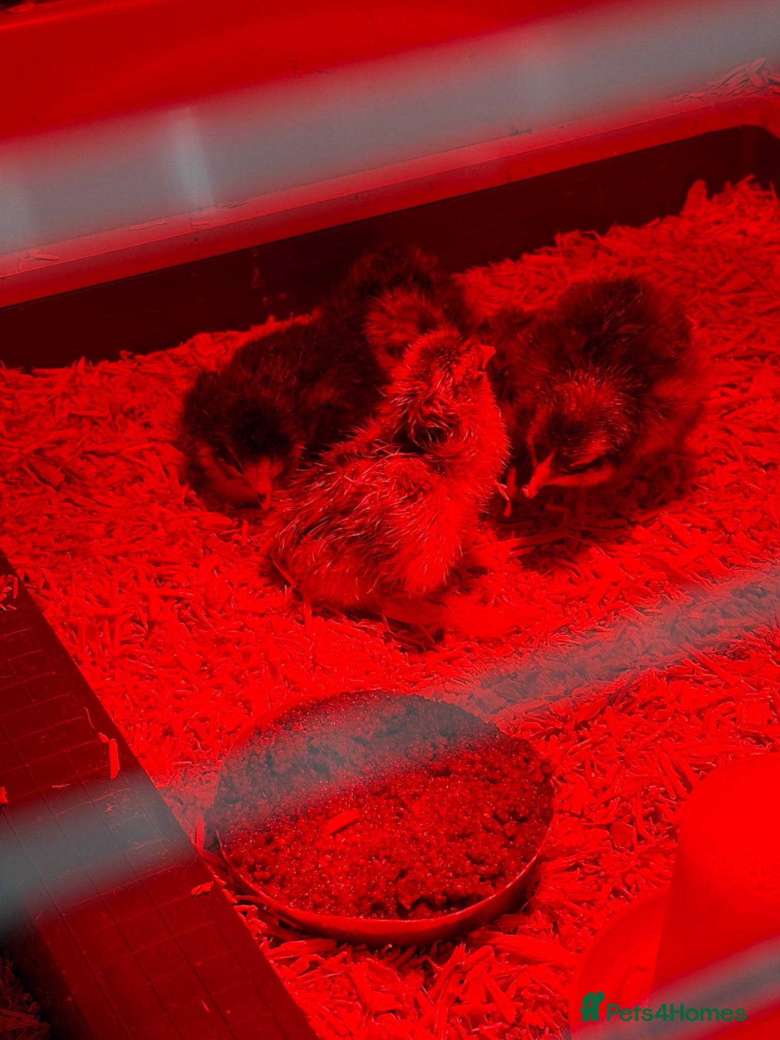 Chickens poultry New hatch chocolate orpingtons - Advert 18