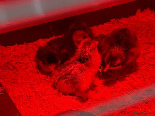 Chickens poultry New hatch chocolate orpingtons and buffs - Advert 1