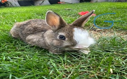 Netherland Dwarf rabbits for sale: Netherland Dwarf Rabbits For Sale  - Image 4