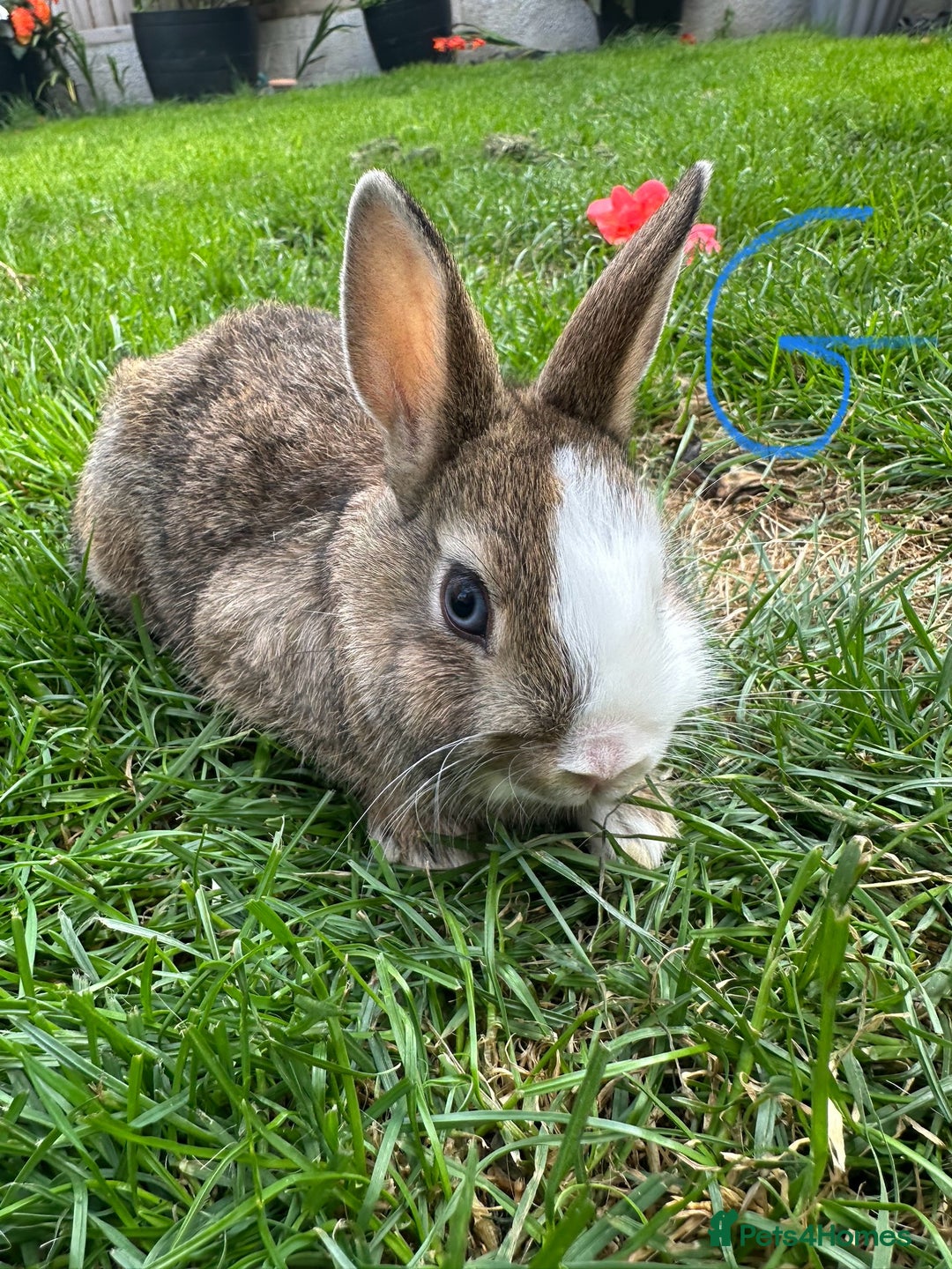 Netherland Dwarf rabbits for sale: Netherland Dwarf Rabbits For Sale  - Image 4