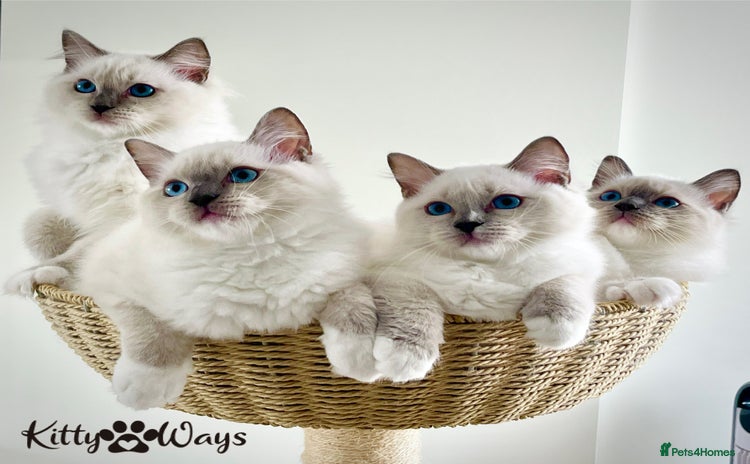 Ragdoll cats - Advert 15