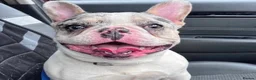 French Bulldog dogs for stud:  blue and tan pied merle French bulldog stud in Sunderland - Advert 2