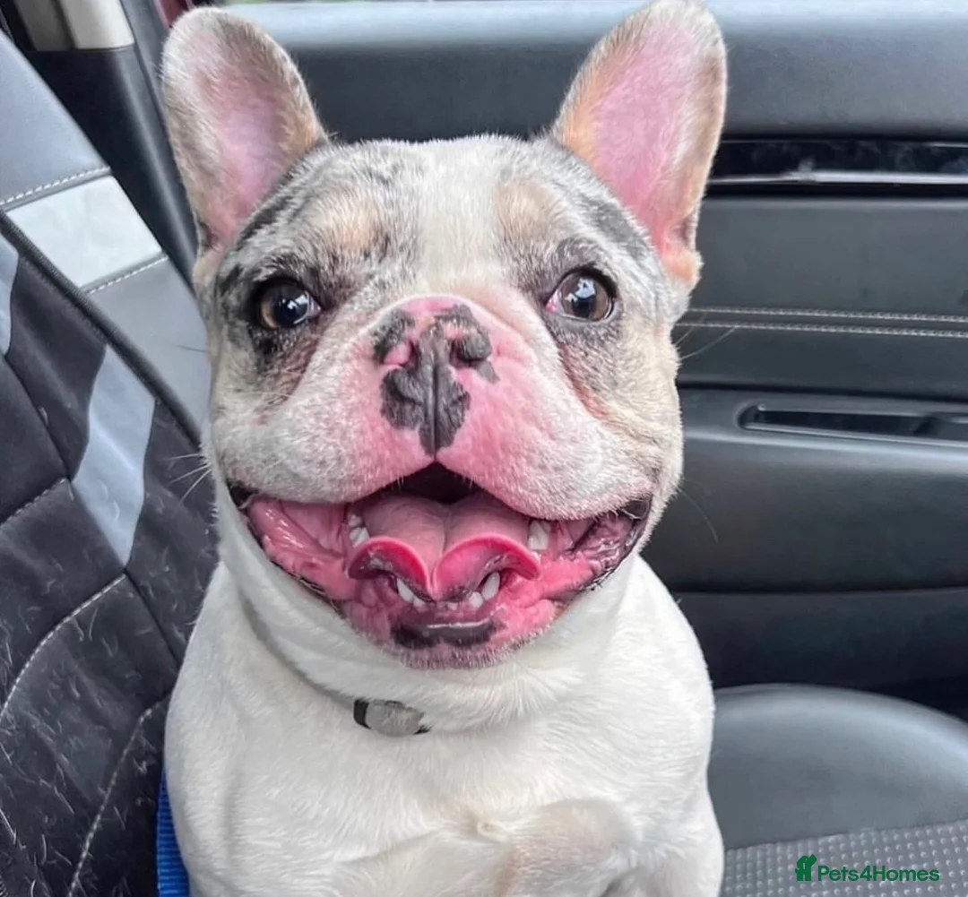 French Bulldog dogs for stud:  blue and tan pied merle French bulldog stud in Sunderland - Advert 2