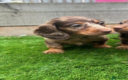 Miniature Dachshund dogs for sale: **Quality Super tiny dachshunds -Ready now - Image 12