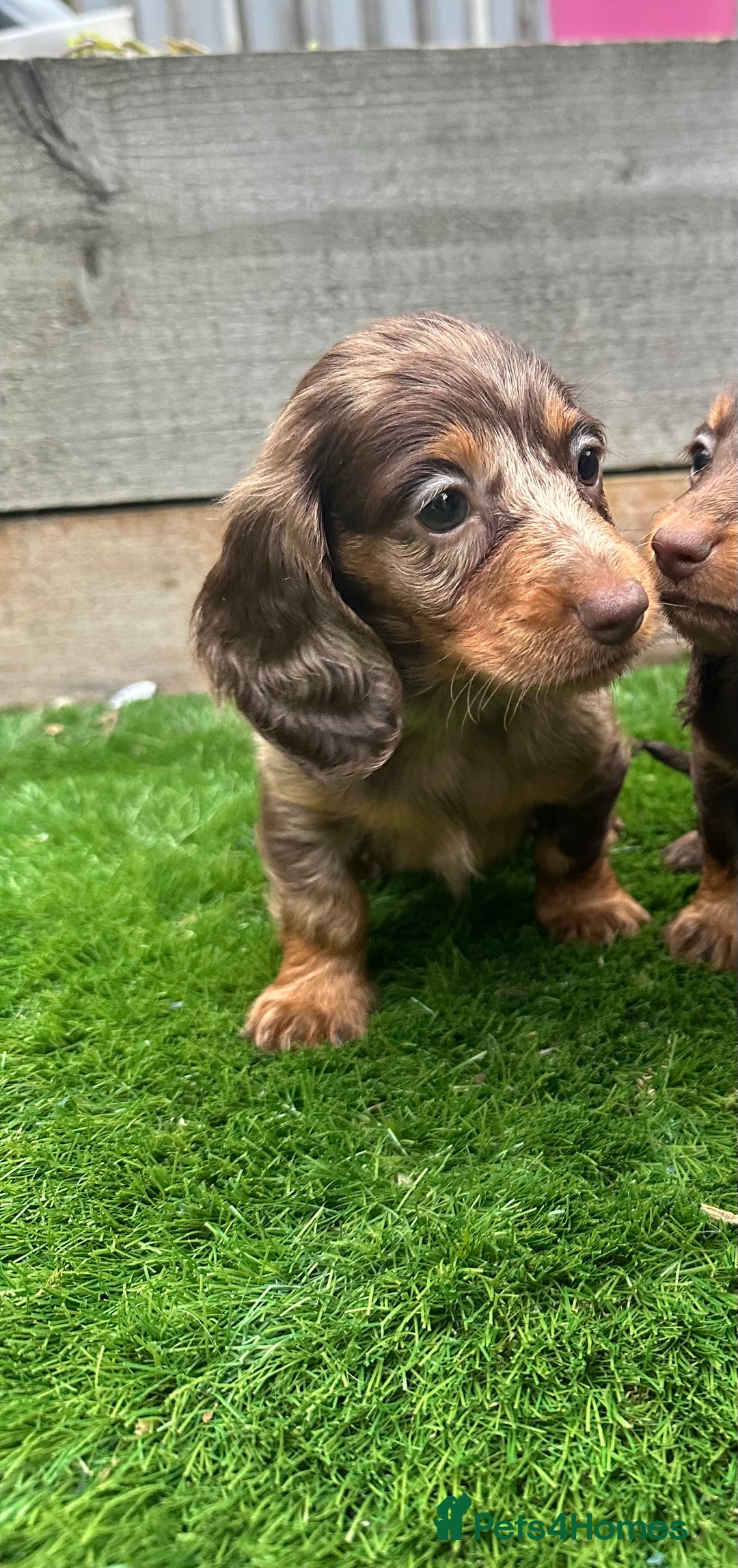 Miniature Dachshund dogs for sale: **Quality Super tiny dachshunds -Ready now - Image 12