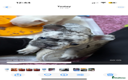 French Bulldog dogs for sale: Pedigree french bulldogs  - Image 10