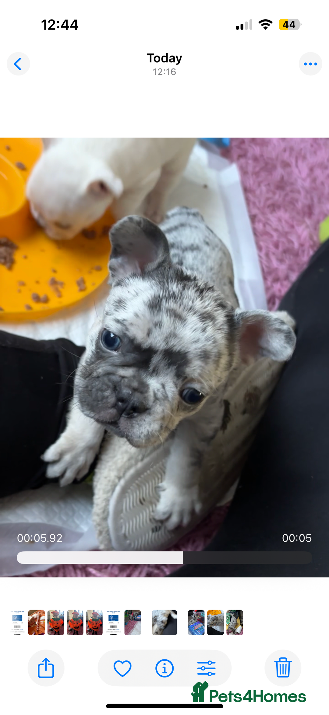 French Bulldog dogs for sale: Pedigree french bulldogs  - Image 10