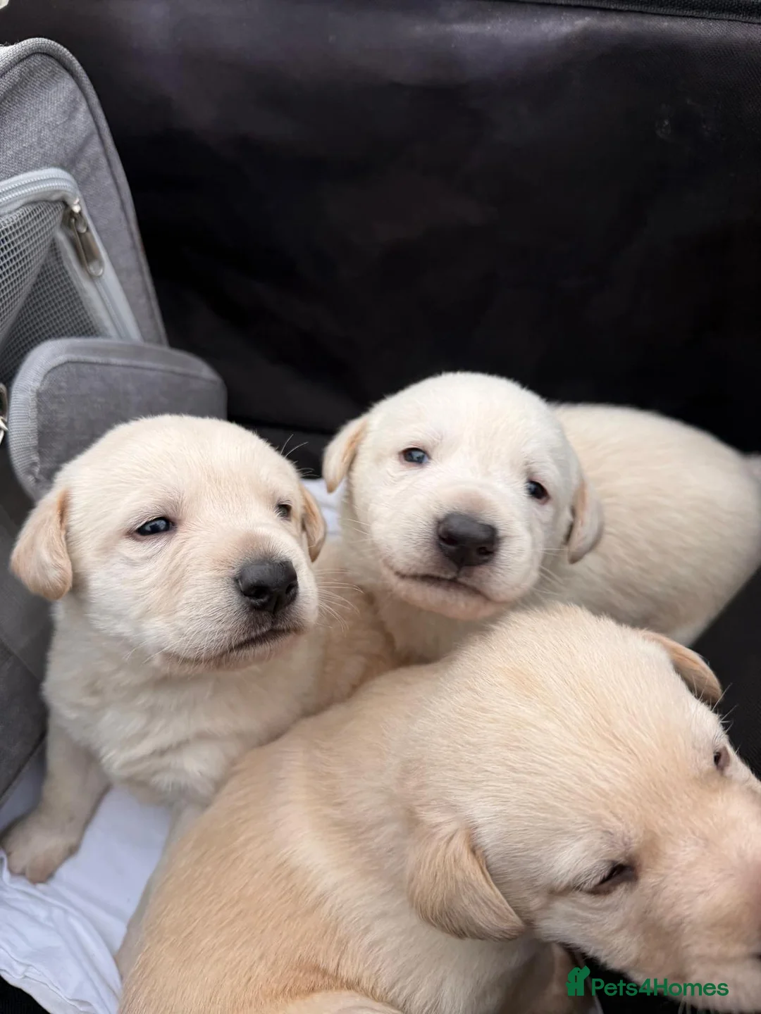 Mixed Breed dogs for sale: Gsd x labs - Advert 2