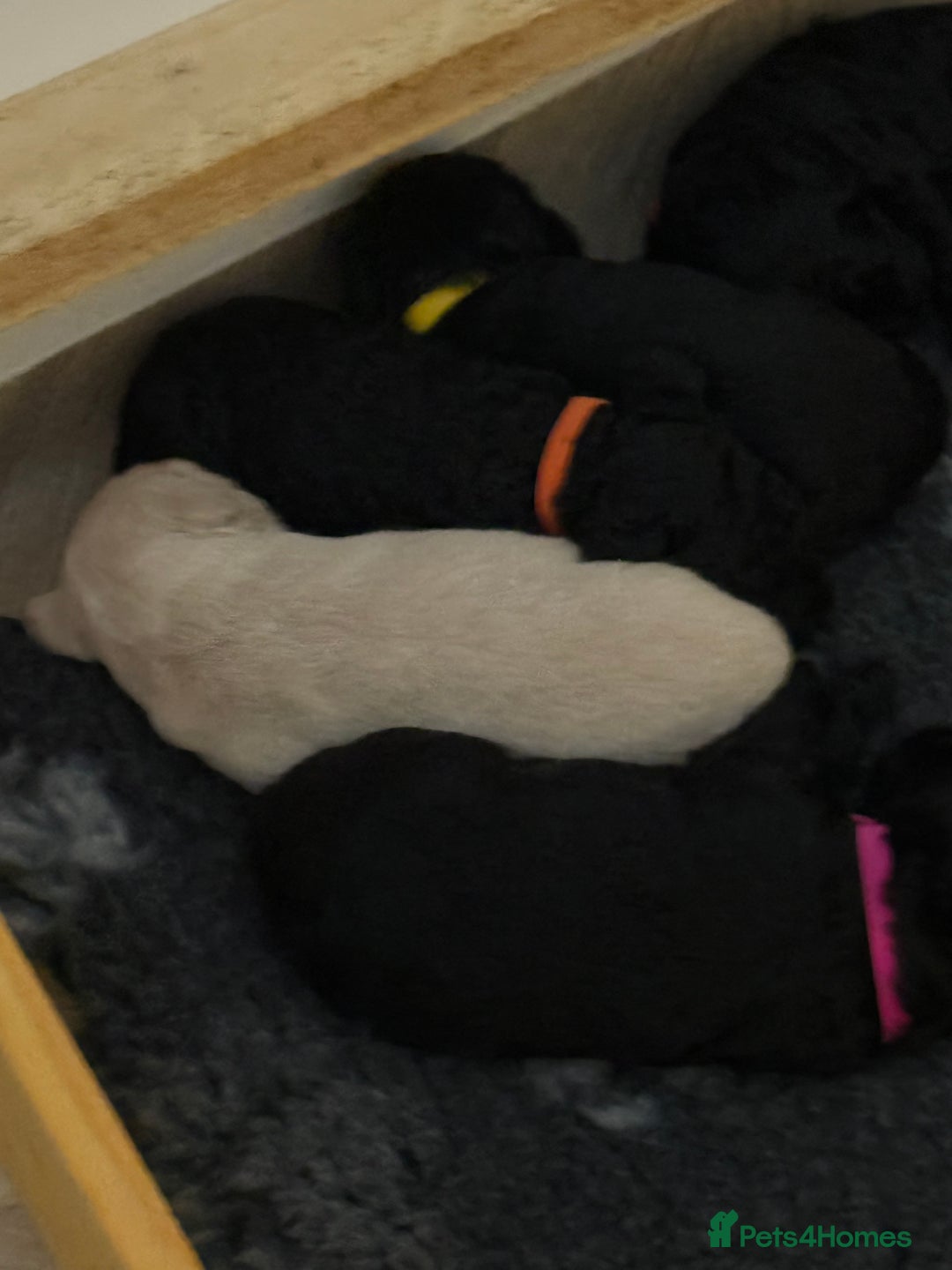 Mixed Breed dogs for sale: 🐾F3 Irish X Australian Labradoodle Puppies  - Image 11