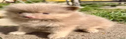 Pomeranian dogs for sale: Pomeranian girls lilac and tan  - Advert 5